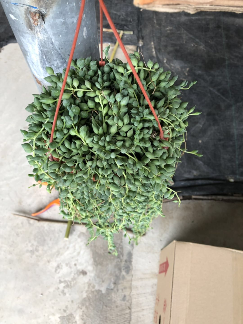 140长藤佛珠