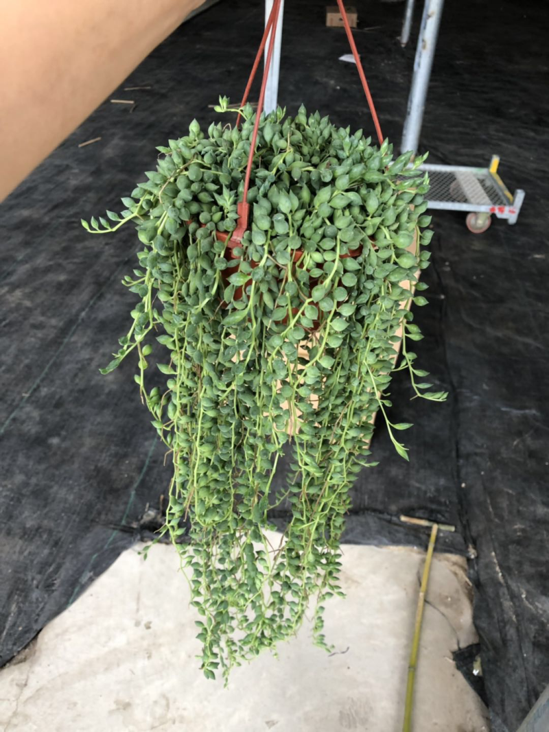 140长藤佛珠