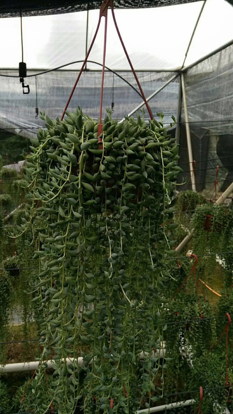 140长藤佛珠