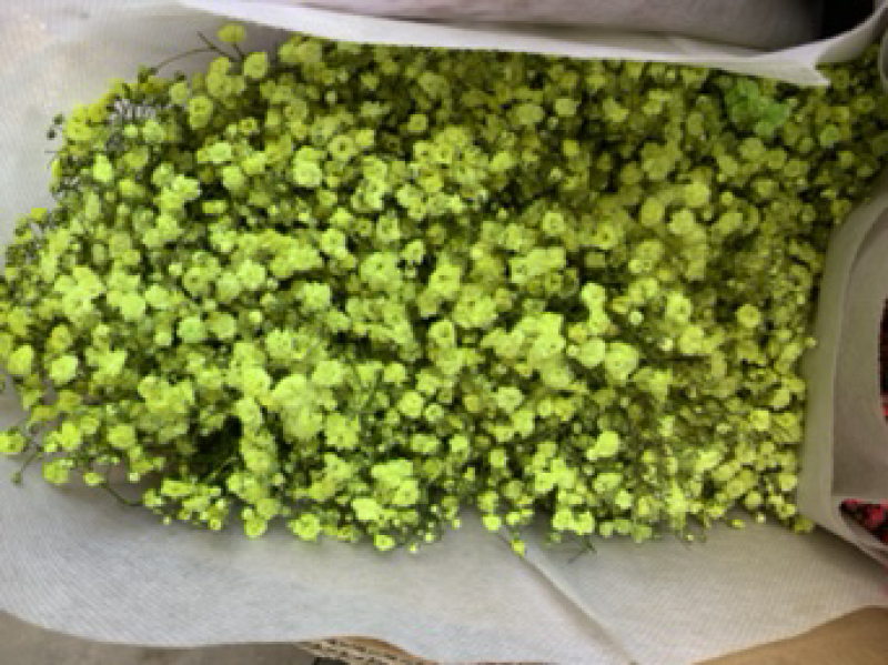 干花满天星永生花批发