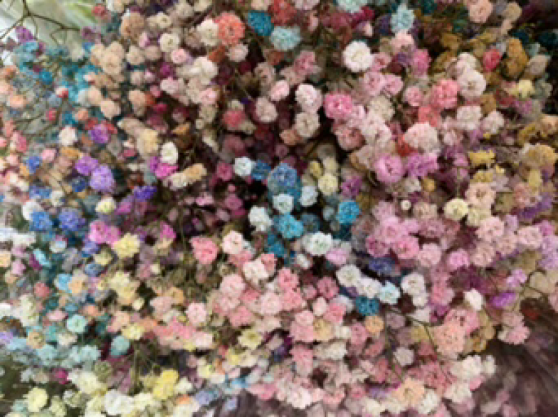 干花满天星永生花批发