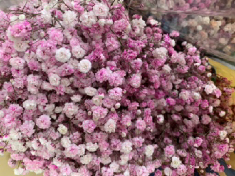 干花满天星永生花批发