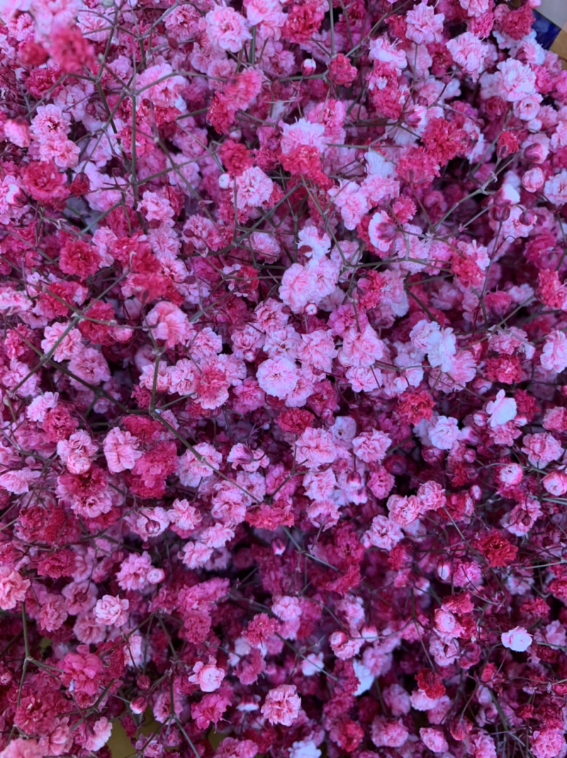 干花满天星永生花批发