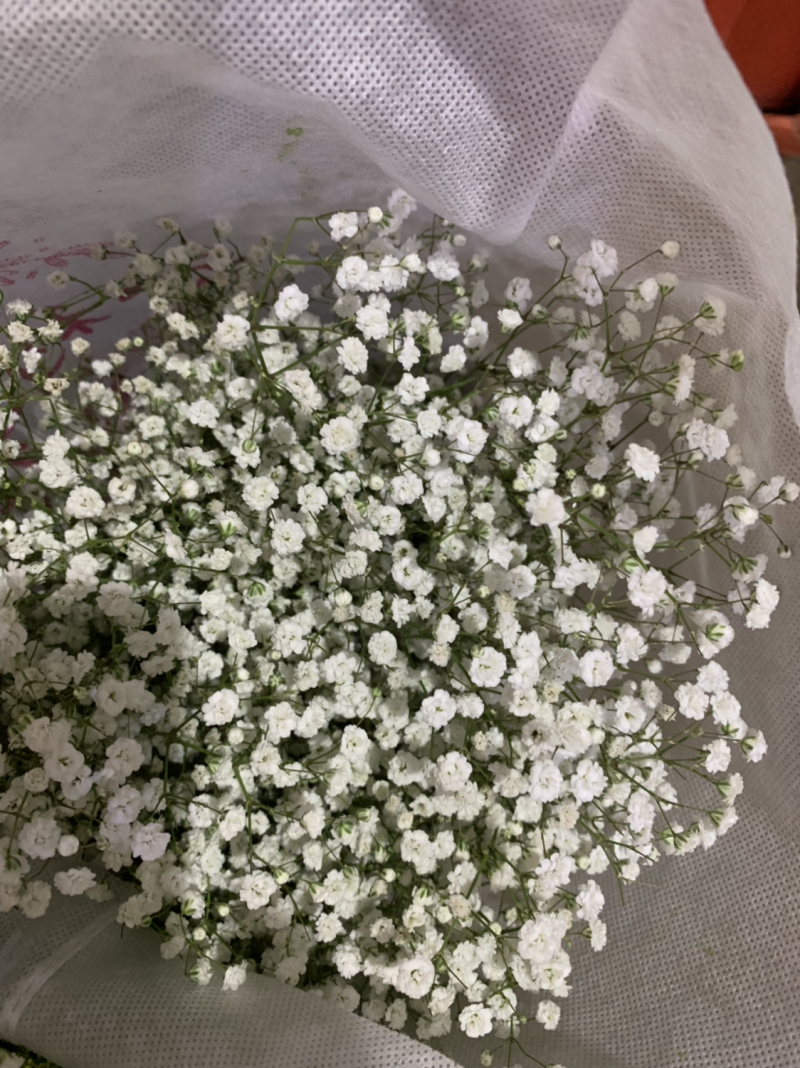 干花满天星永生花批发