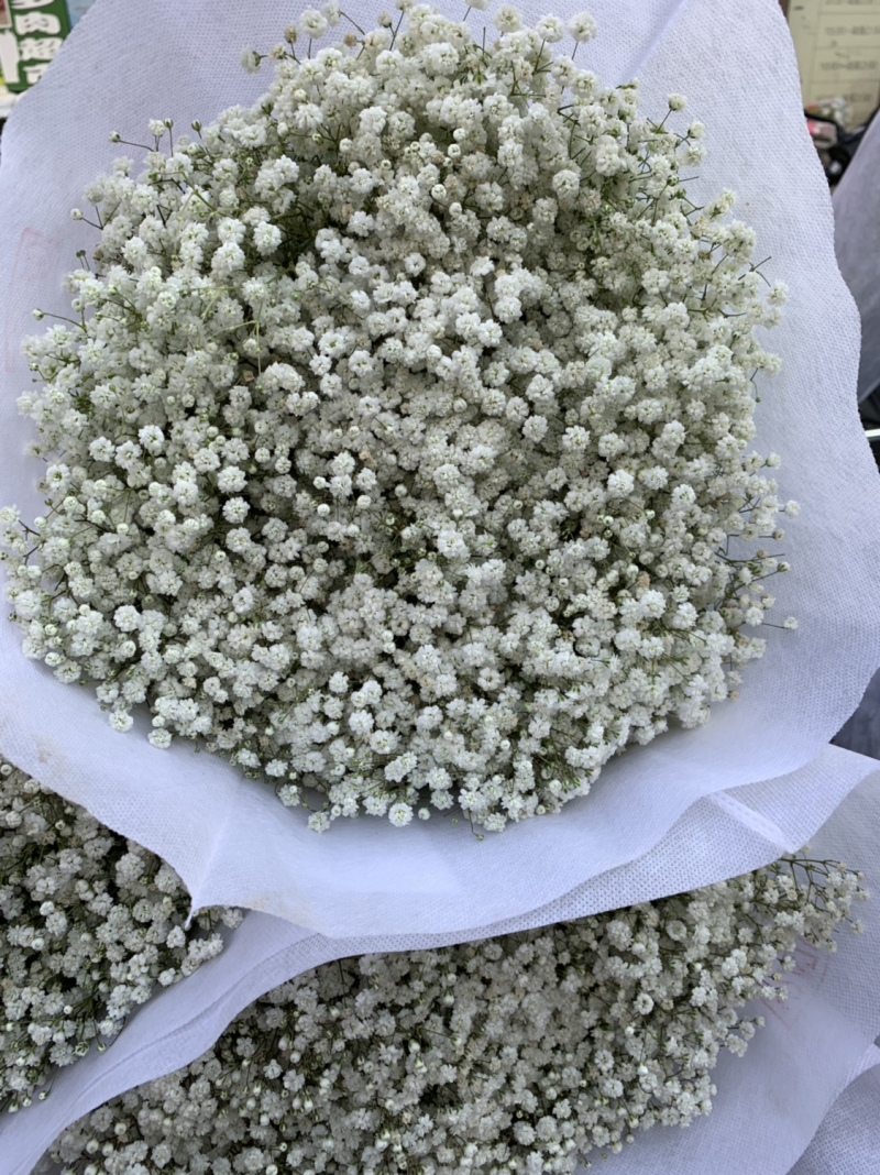 干花满天星永生花批发