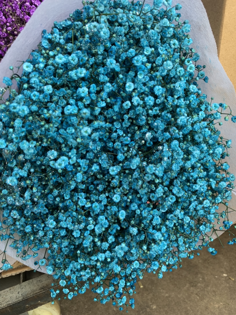 干花满天星永生花批发