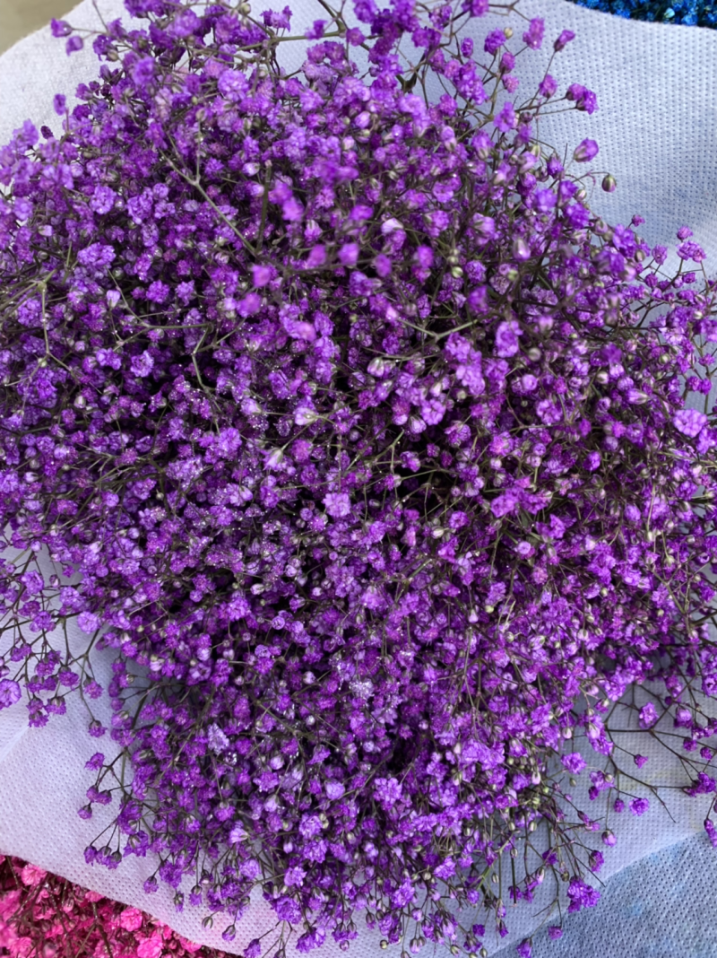 干花满天星永生花批发
