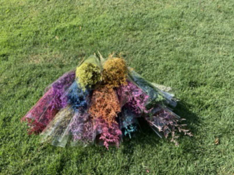 干花永生花情人草批发