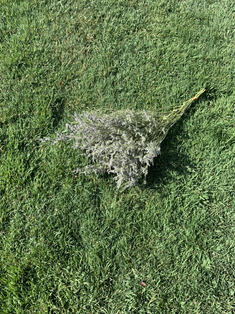 干花永生花情人草批发