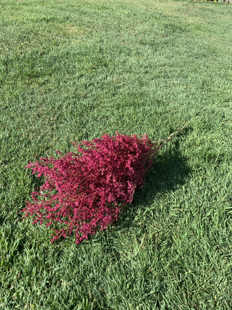 干花永生花情人草批发