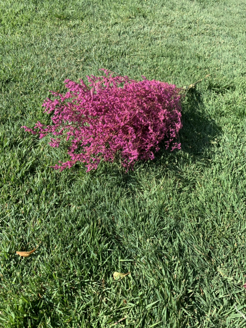 干花永生花情人草批发
