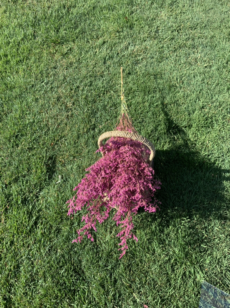 干花永生花情人草批发