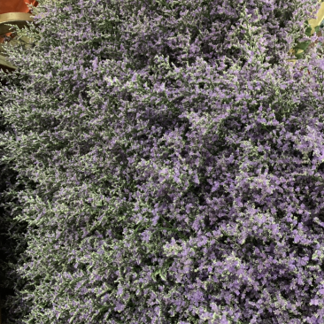 干花永生花情人草批发