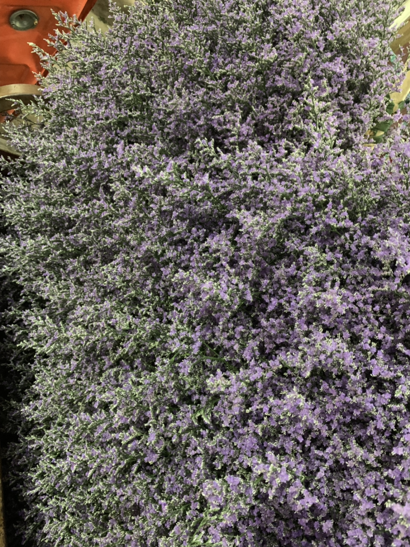 干花永生花情人草批发