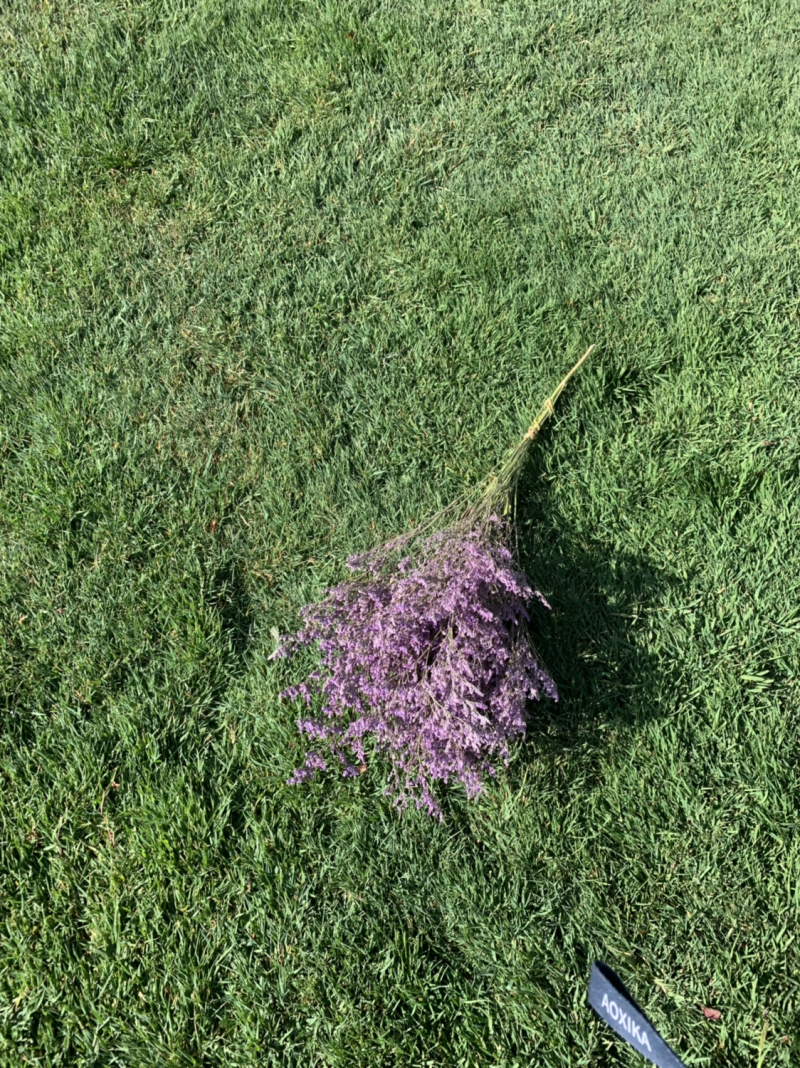 干花永生花情人草批发