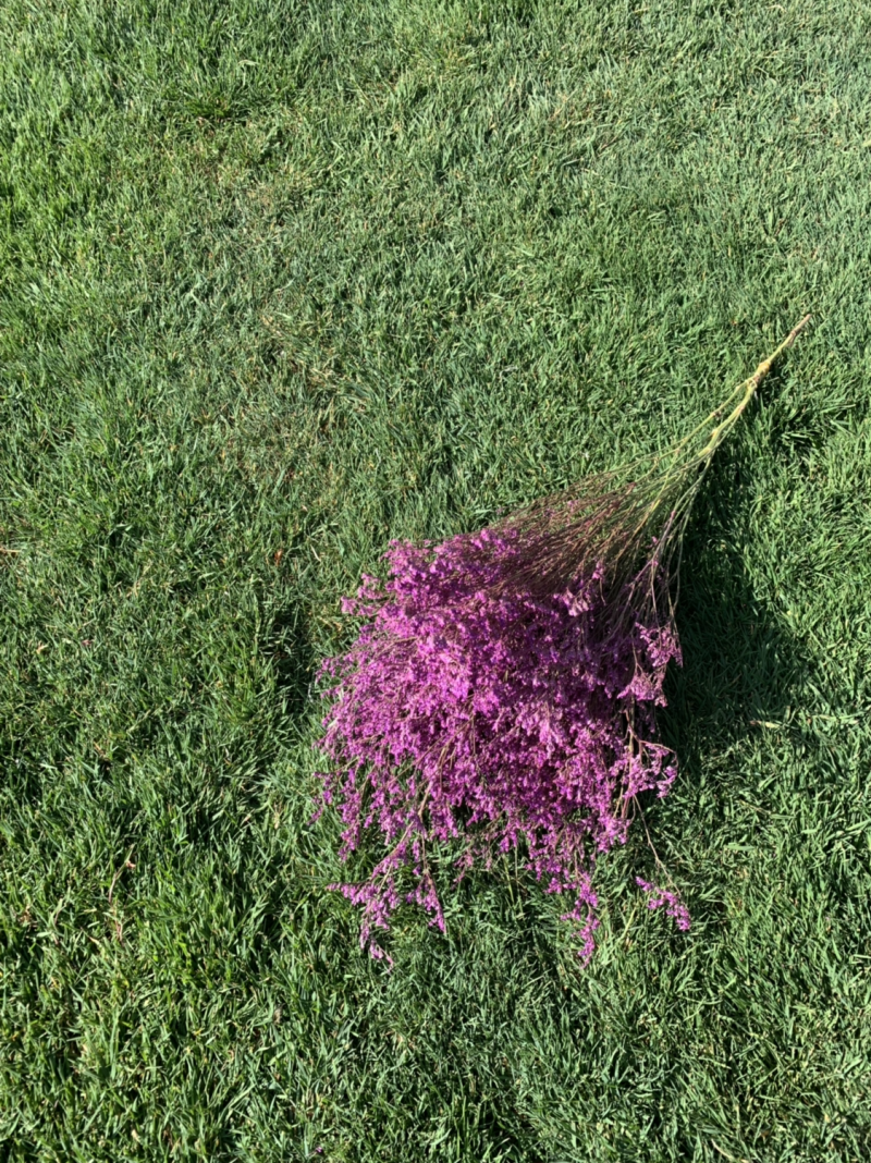 干花永生花情人草批发