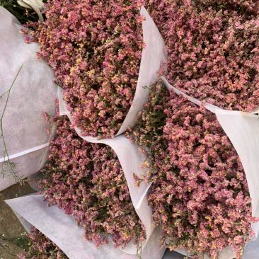 干花永生花水晶草批发
