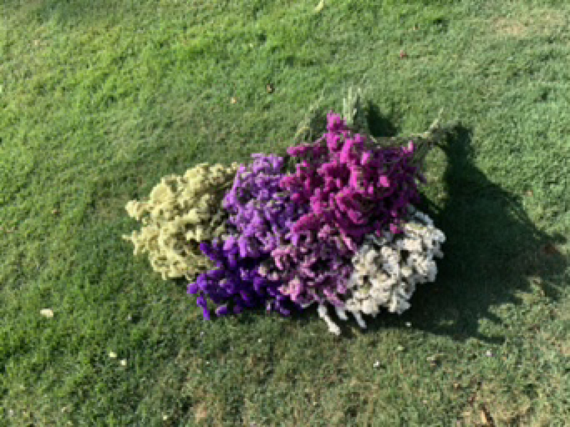 干花永生花勿忘我批发