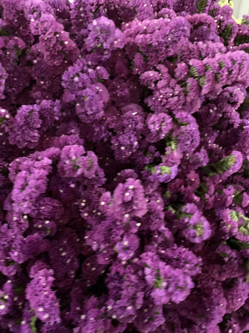 干花永生花勿忘我批发