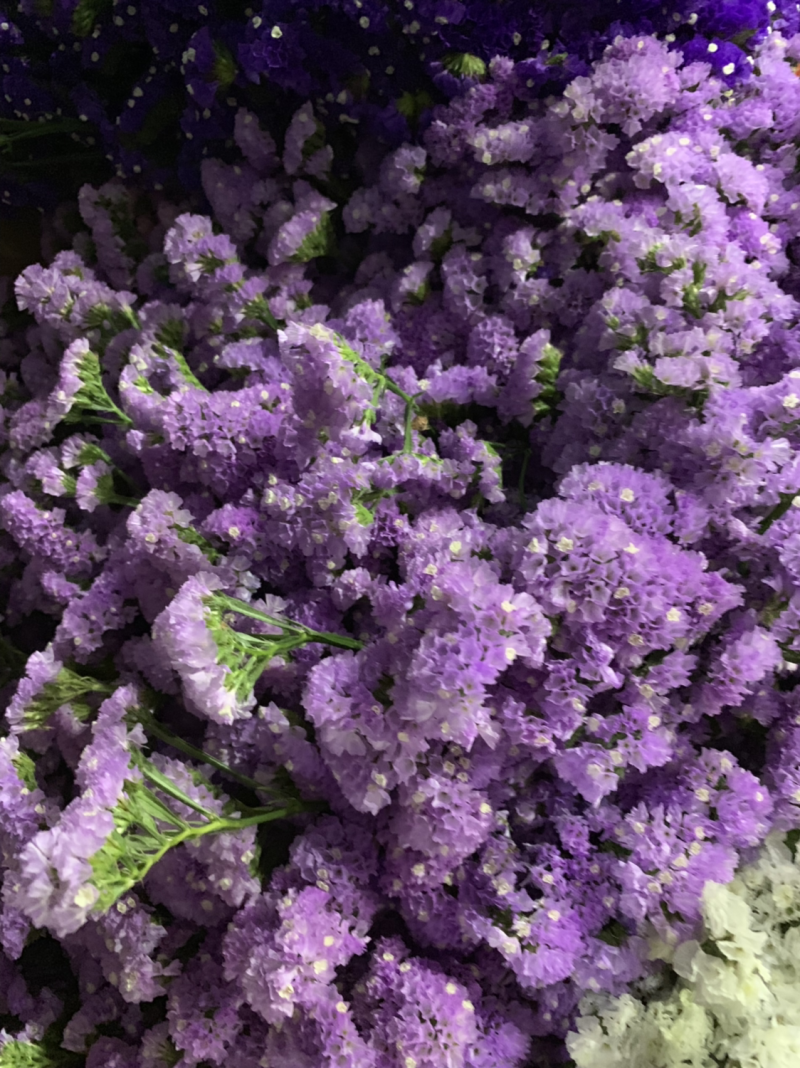 干花永生花勿忘我批发