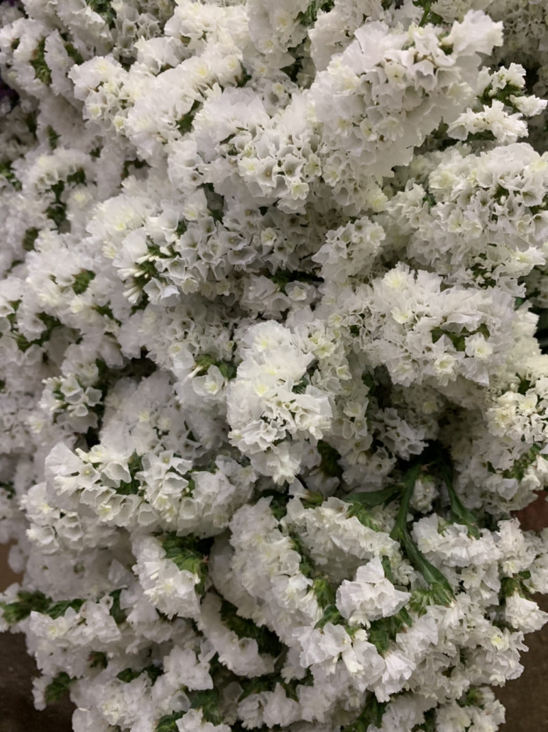 干花永生花勿忘我批发