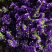 干花永生花勿忘我批发