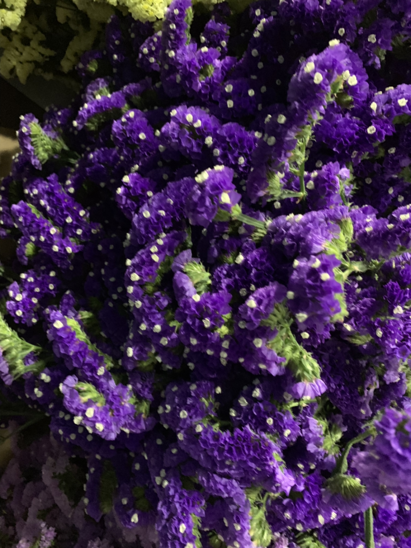 干花永生花勿忘我批发