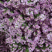 干花永生花勿忘我批发