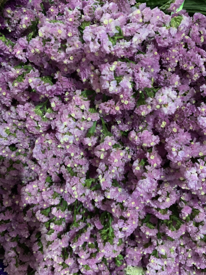 干花永生花勿忘我批发