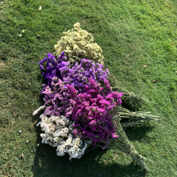 干花永生花勿忘我批发