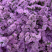 干花永生花勿忘我批发