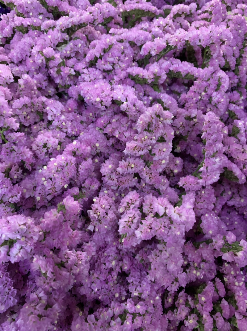 干花永生花勿忘我批发
