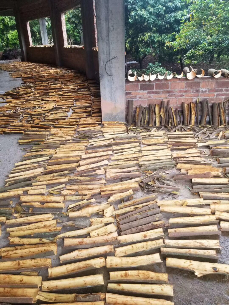 中国肉桂之乡罗定特产-可做药材及香料正宗本地肉桂