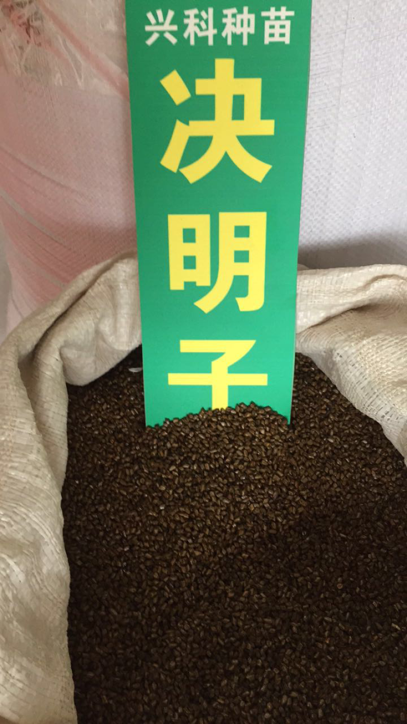 决明子种子、出芽率高达98%、签订合同包回收免费技术指导