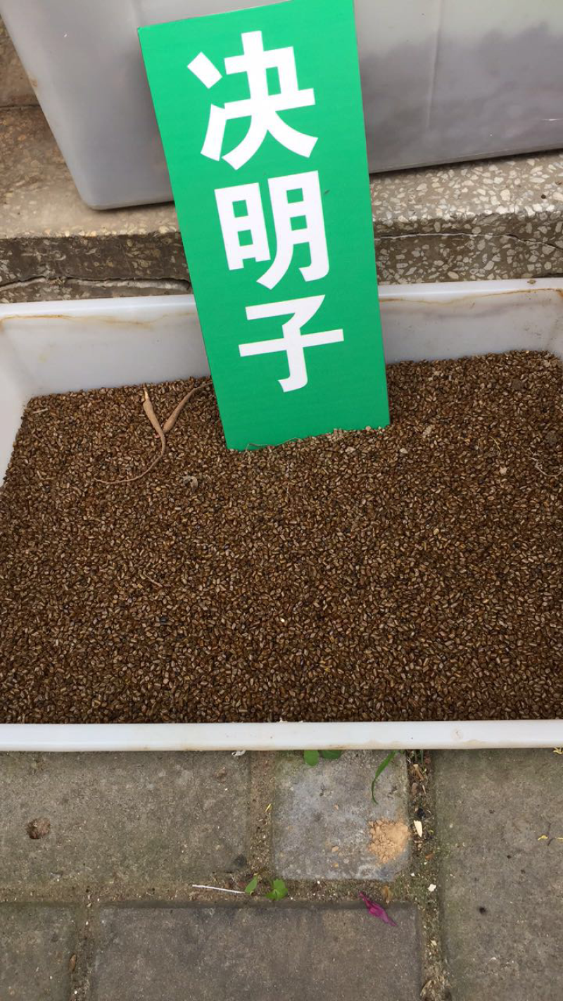 决明子种子、出芽率高达98%、签订合同包回收免费技术指导