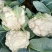 白花菜散装