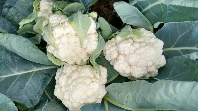 白花菜散装
