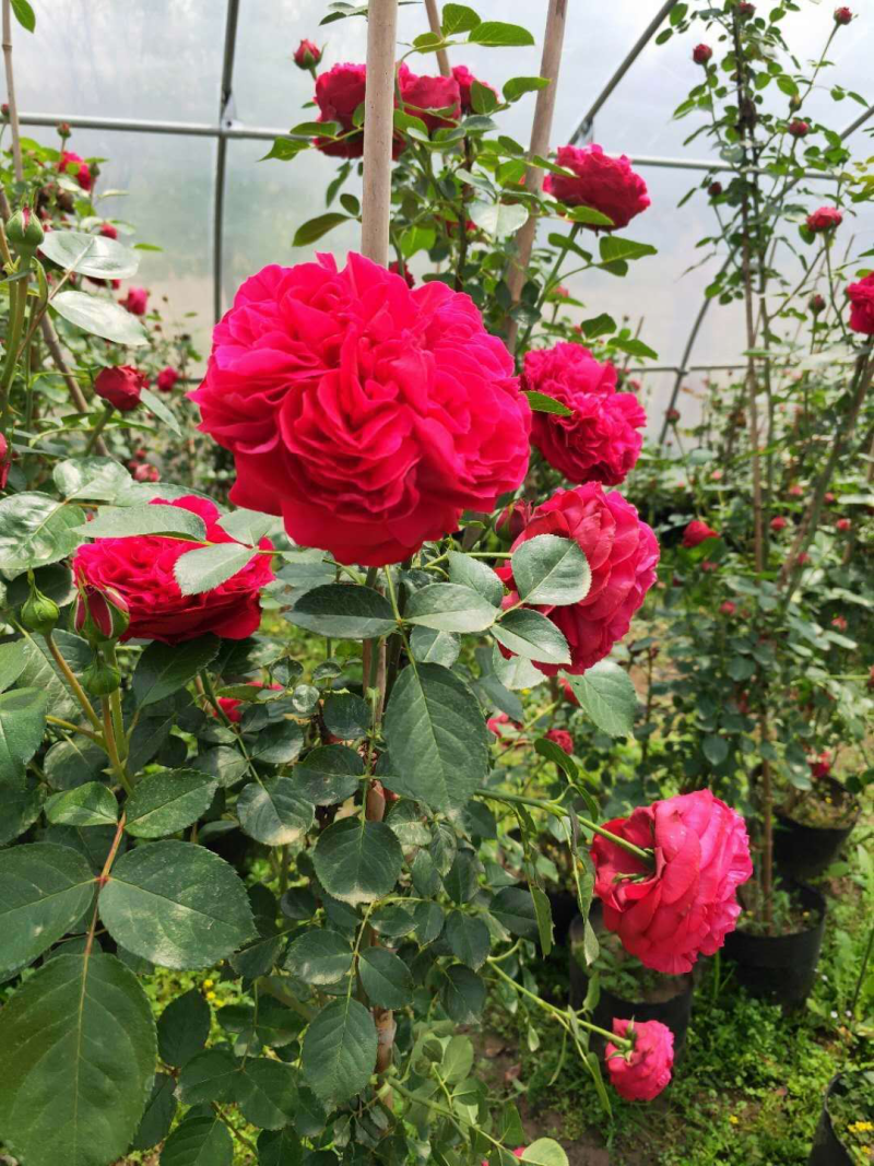 花卉苗木基地大量供应花卉苗木