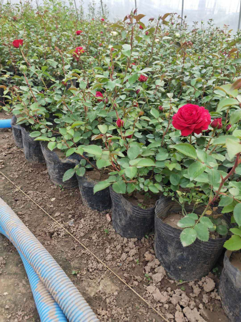 花卉苗木基地大量供应花卉苗木