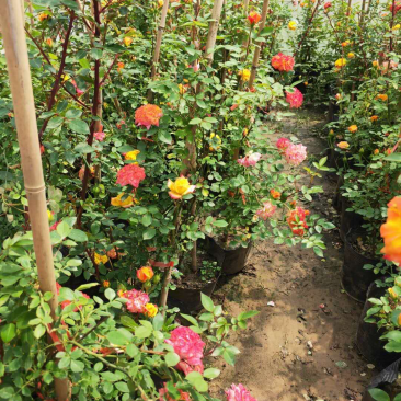 花卉苗木基地大量供应花卉苗木