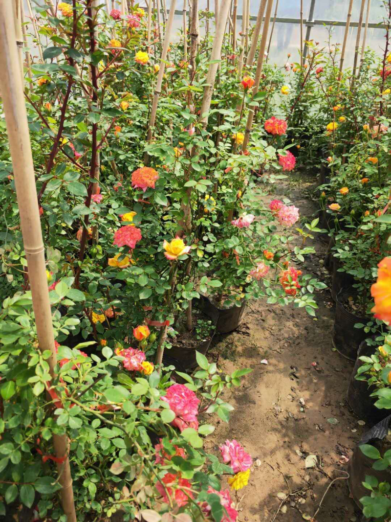 花卉苗木基地大量供应花卉苗木