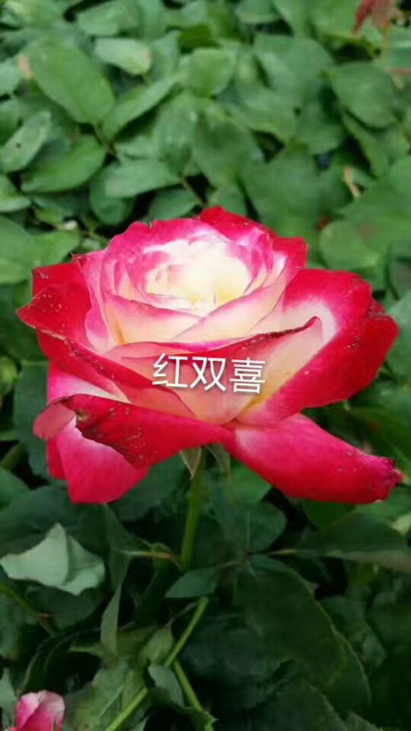 大花香水月季苗红双喜香水玫瑰带香味浓香型