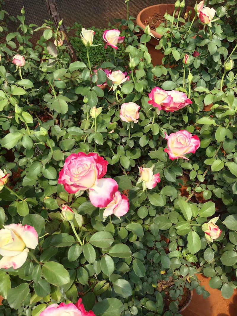 大花香水月季苗红双喜香水玫瑰带香味浓香型