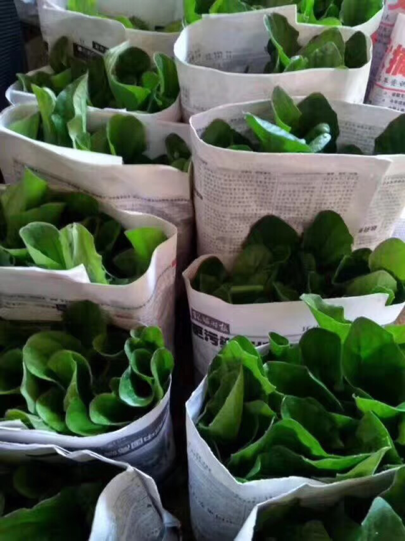非洲菊种苗菊花苗扶朗花苗切花苗菊花种苗