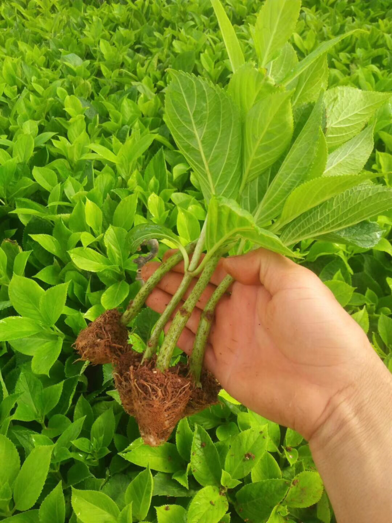八仙花种苗绣球花苗大海蓝小海蓝绣球裸根苗无尽夏