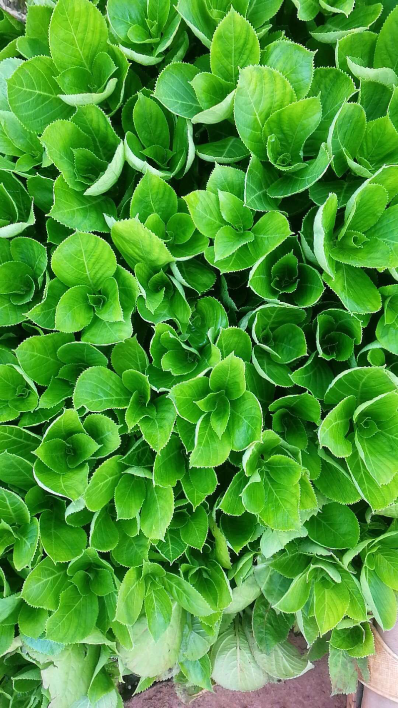 八仙花种苗绣球花苗大海蓝小海蓝绣球裸根苗无尽夏