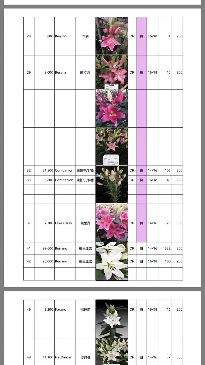 百合种球香水百合百合花种球切花百合盆栽