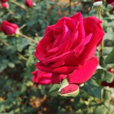 法国墨红食用玫瑰花苗泡茶带香味可食用玫瑰