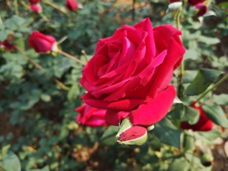 法国墨红食用玫瑰花苗泡茶带香味可食用玫瑰