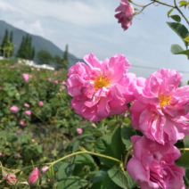 大马士革玫瑰种苗食用玫瑰提炼玫瑰精油纯露玫瑰可食用